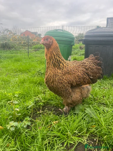 Gallery Image {{count}}