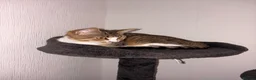 Mixed Breed cats for sale: 2 female cats   in Rotherham - Advert 3