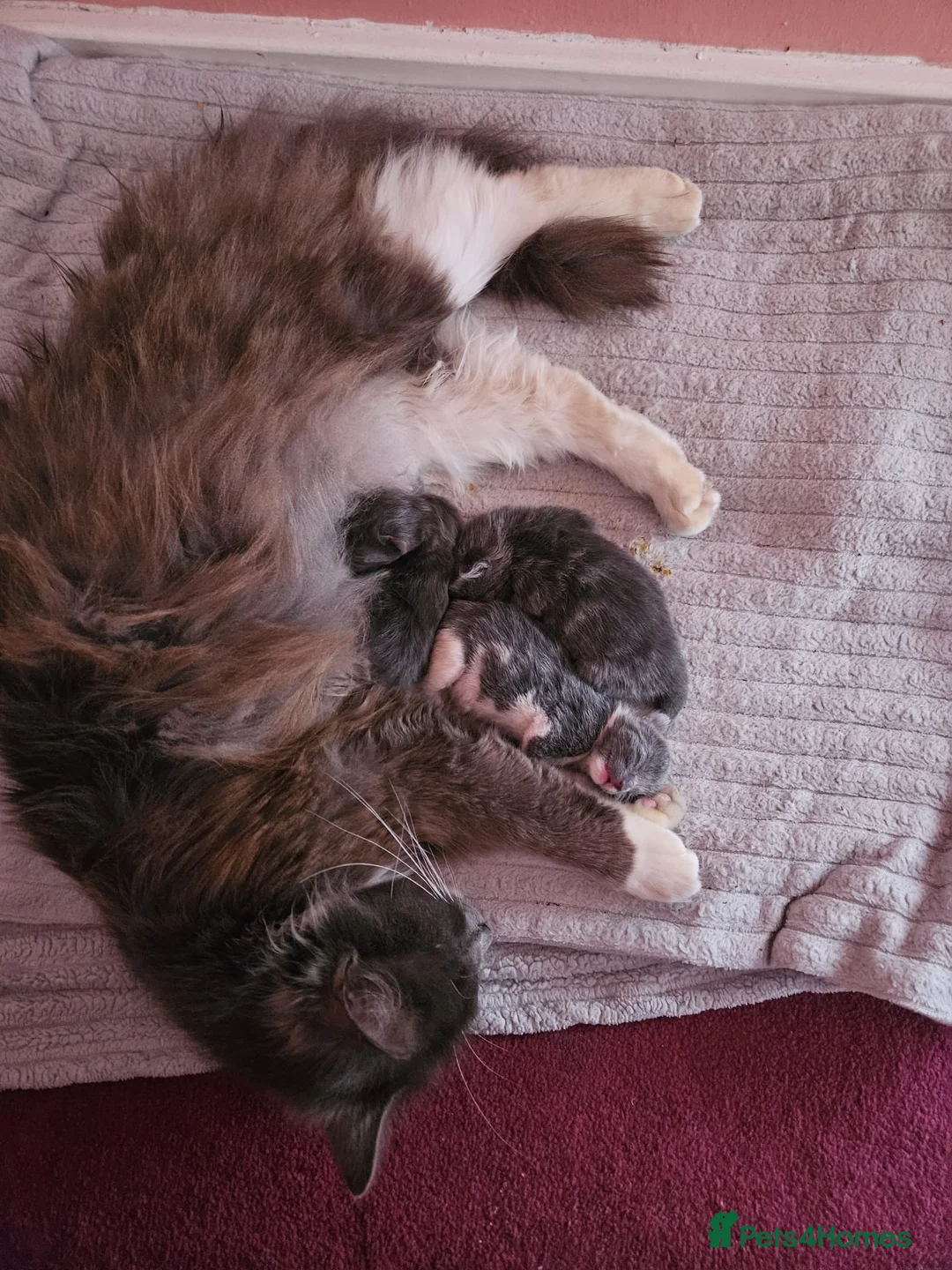 Mixed Breed cats for sale: Two male kittens blue/grey - Advert 7