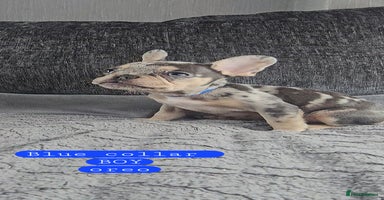 French Bulldog dogs - Advert 10