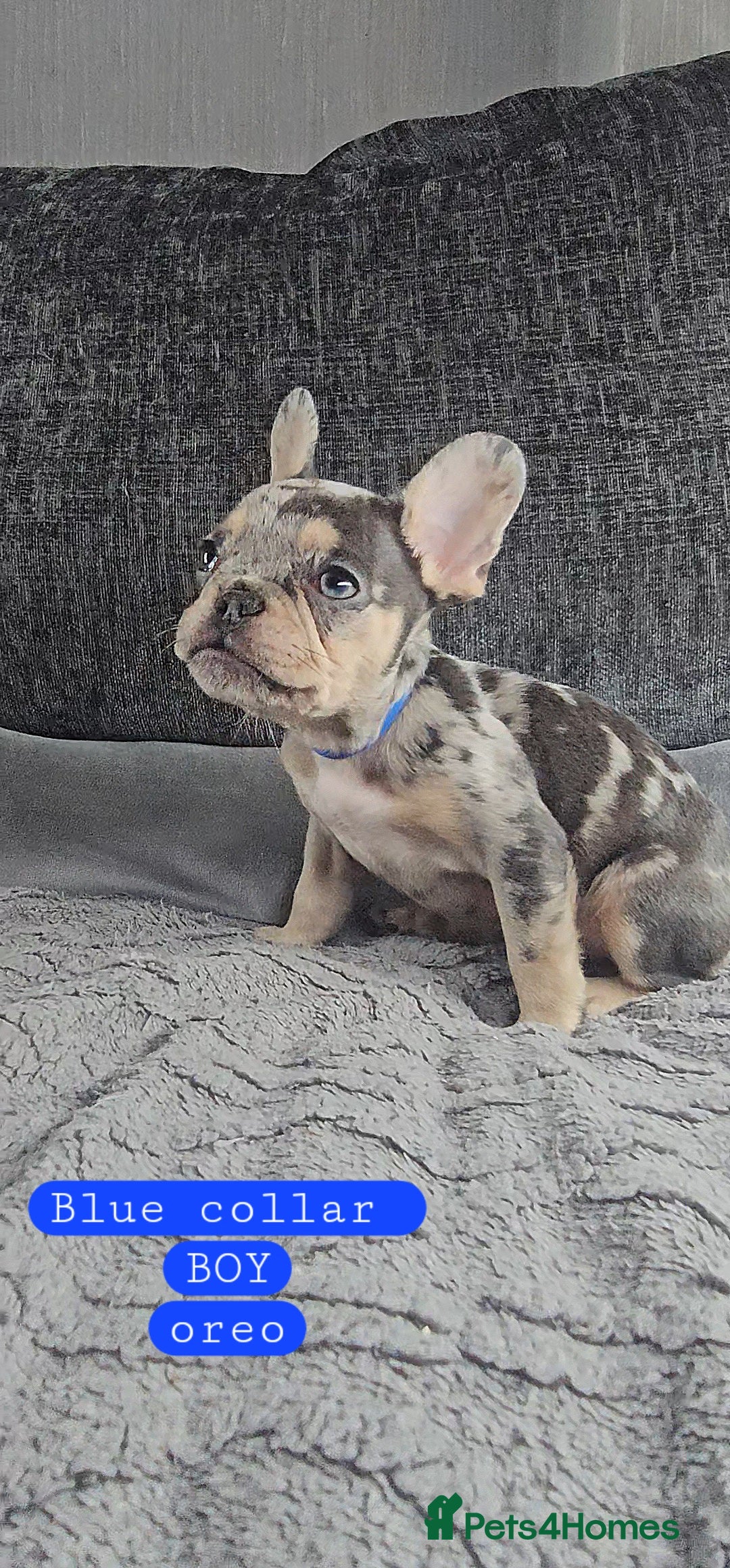 French Bulldog dogs for sale: KC unique french bulldogs - Image 3