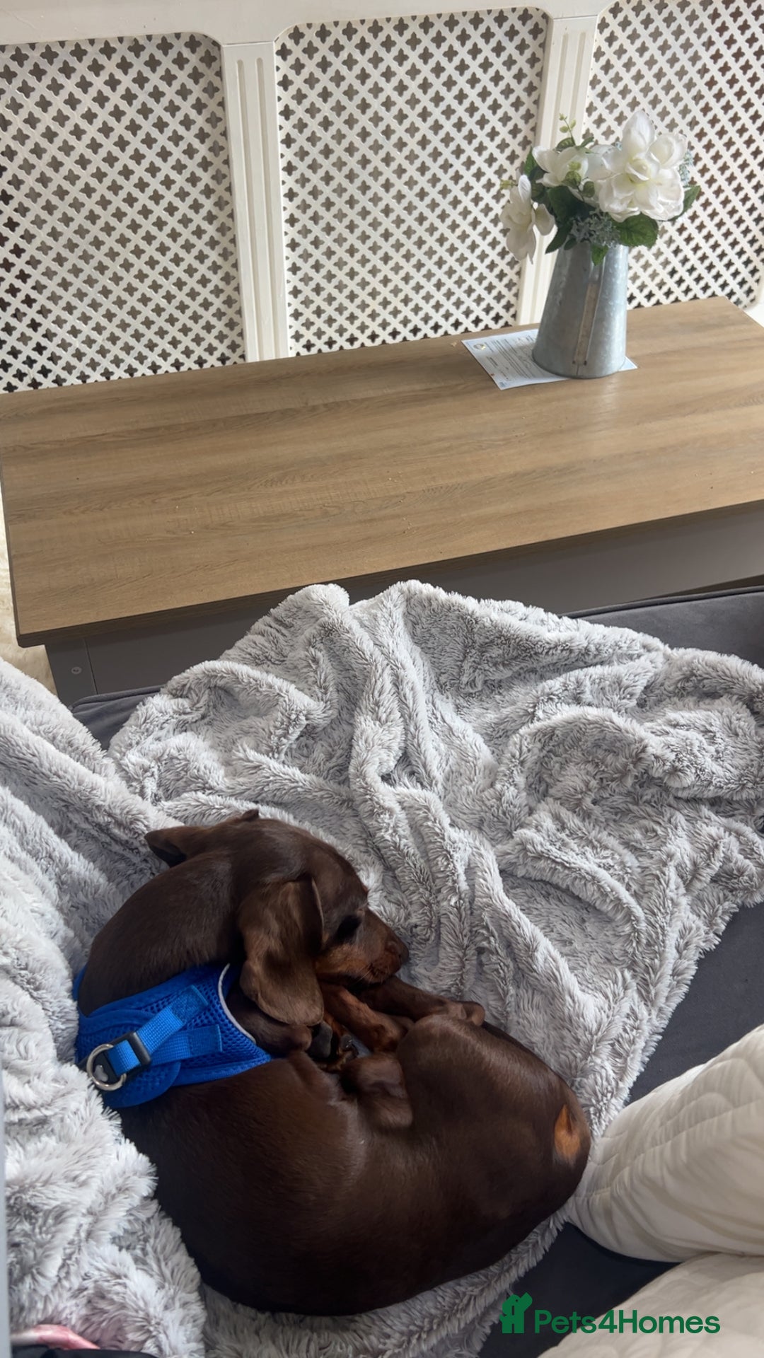 Dachshund dogs for sale: Reggie - Image 2