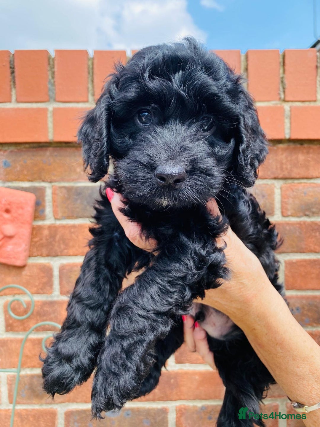 Cockapoo dogs for sale: Beautiful F1 Cockapoo girl - Image 4