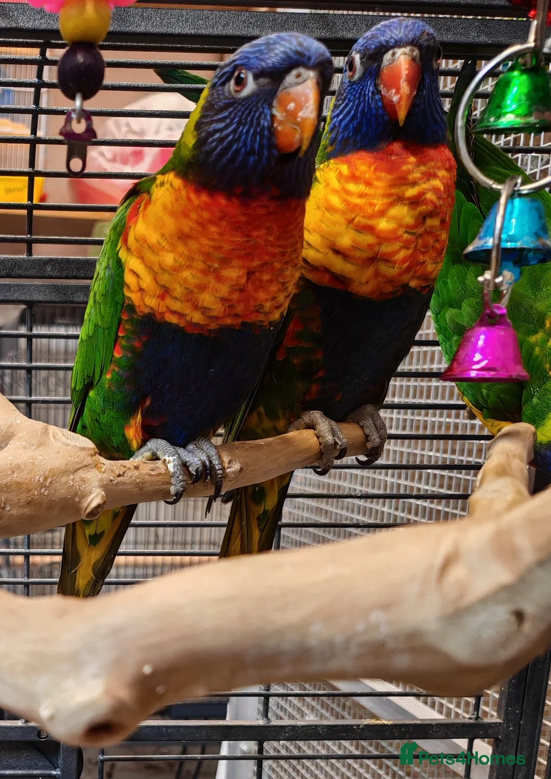 Parrots birds for sale: Birds/Parakeets/Parrots Available  - Advert 12