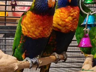 Parrots birds Birds/Parakeets/Parrots Available - Advert 3