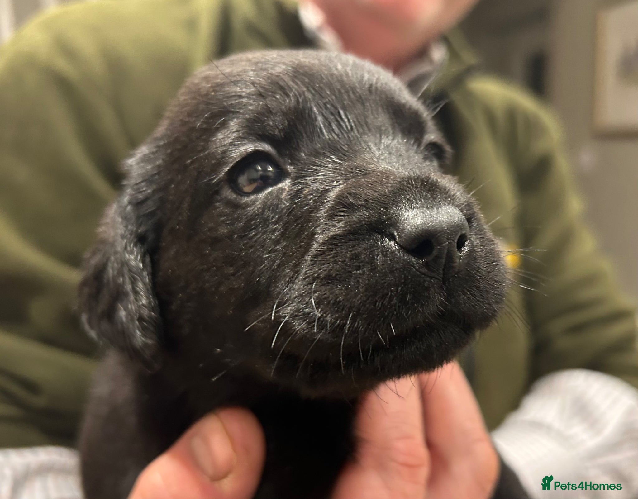 Labrador Retriever dogs Beautiful Black lab puppies - Advert 17