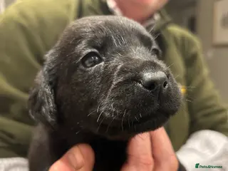 Labrador Retriever dogs Beautiful Black lab puppies - Advert 17