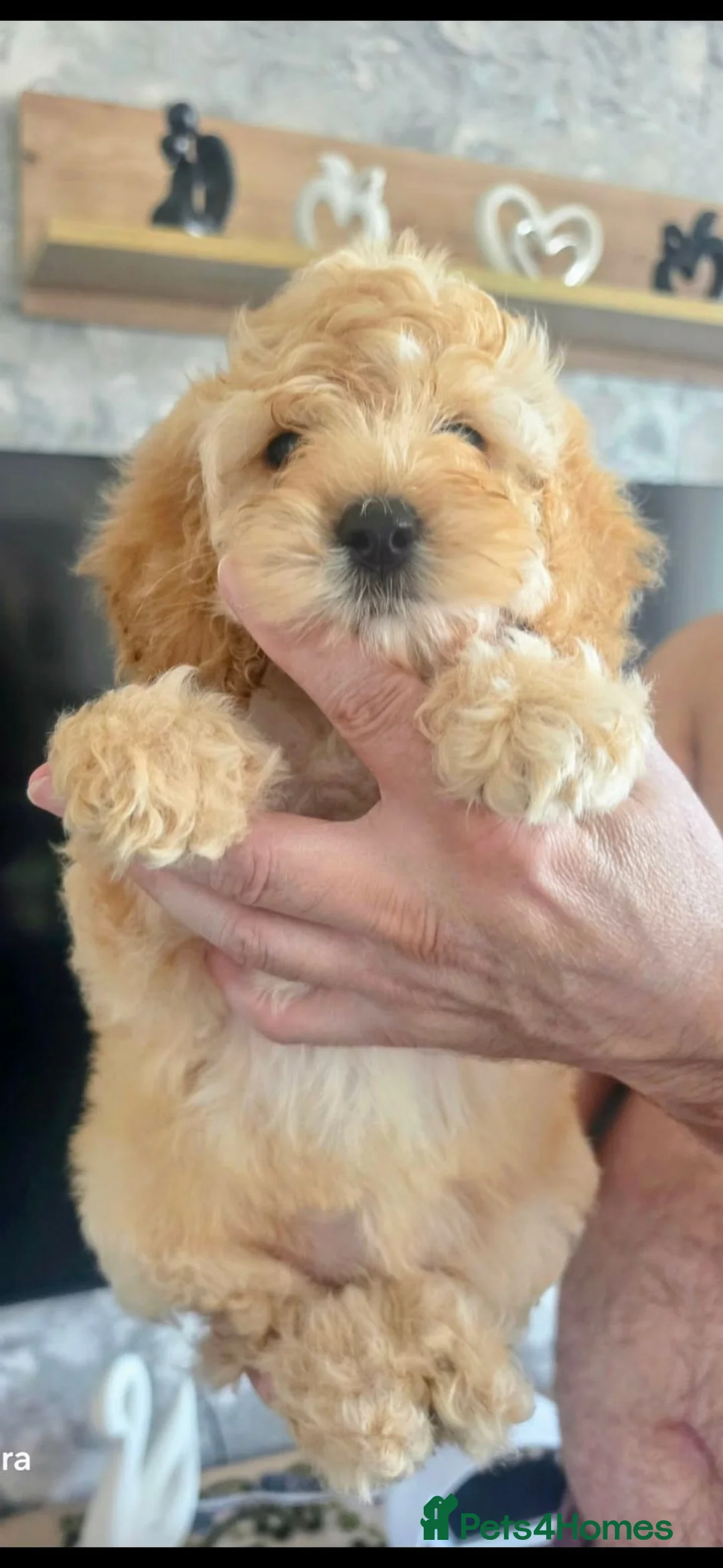 Cockapoo dogs for sale: I offer our beautiful princess - Advert 3