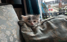 British Longhair cats for sale:  Boy and girl kitten for sale  - Image 4