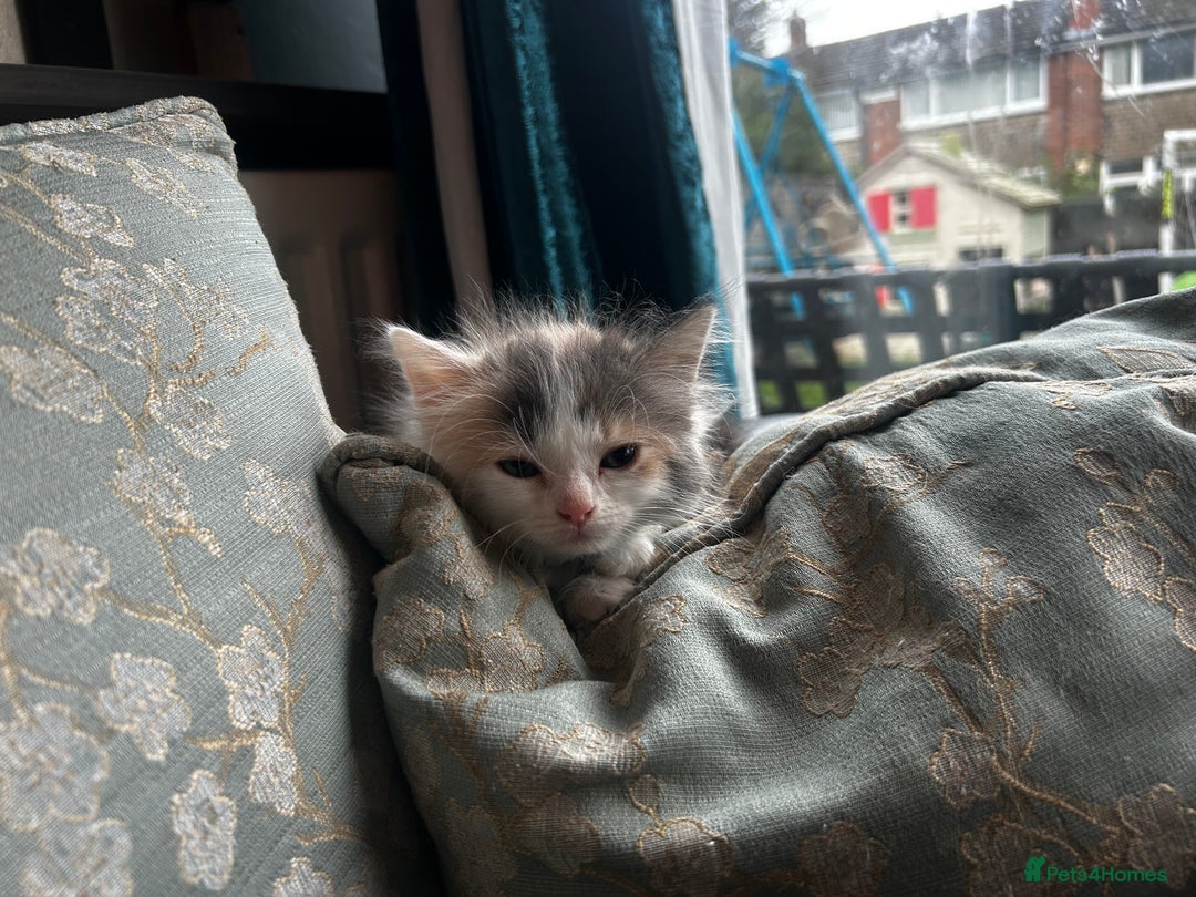 British Longhair cats for sale:  Boy and girl kitten for sale  - Image 4