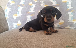 Miniature Dachshund dogs for sale: **ready now* KC registered mini Dachshund puppy - Image 3