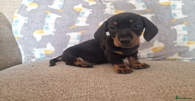 Miniature Dachshund dogs - Advert 10