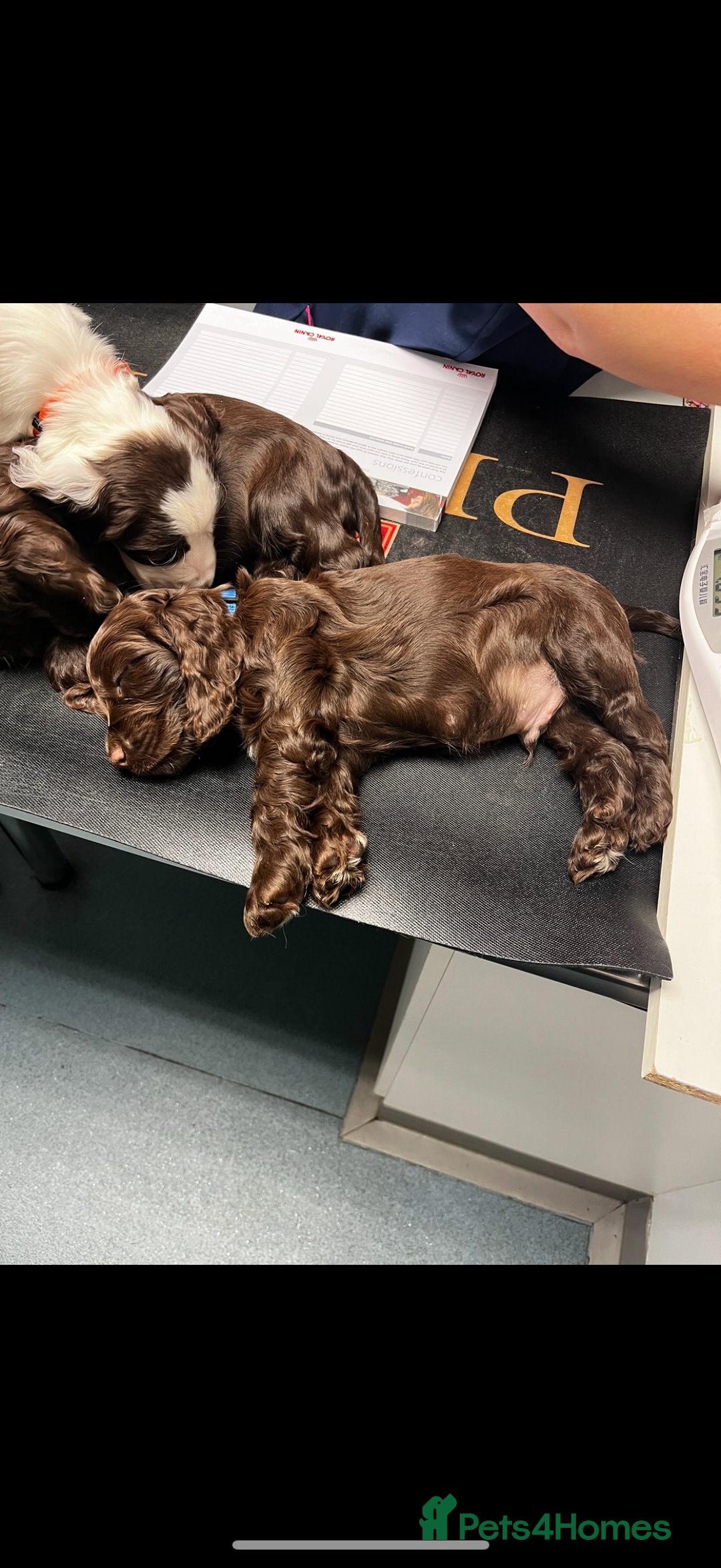 Cocker Spaniel dogs for sale: Gorgeous Show Type Cocker Spaniel Puppies  - Advert 7