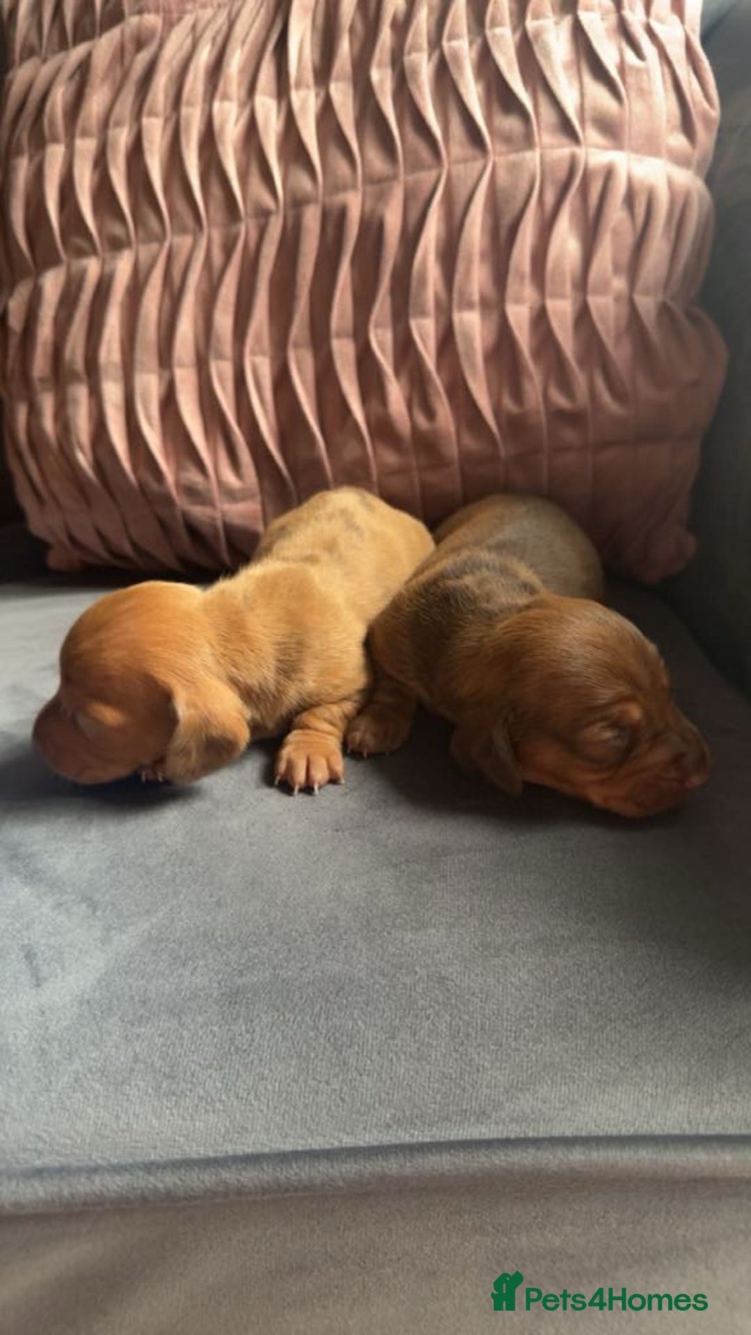 Miniature Dachshund dogs for sale: 3 gorgeous miniature daschunds - Image 5