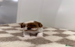 Cavalier King Charles Spaniel dogs for sale: Cavalier King Charles Spaniel  - Image 10
