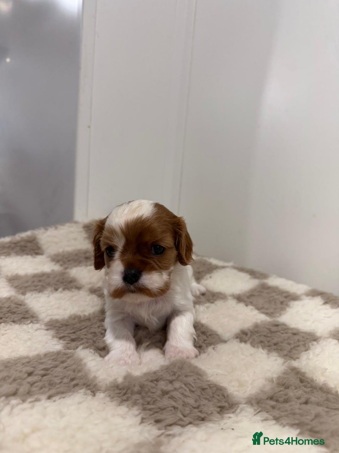 Cavalier King Charles Spaniel dogs for sale: Cavalier King Charles Spaniel  - Image 10