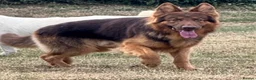 German Shepherd dogs for sale: STUNNING GERMAN SHEPHERD PUPPIES !!!!!!!! in Ilford - Advert 14