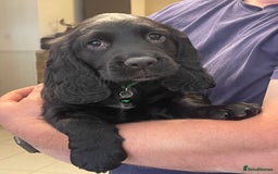 Sprocker dogs for sale: Beautiful Sprocker puppies HEALTH TESTED PARENTS - Image 39