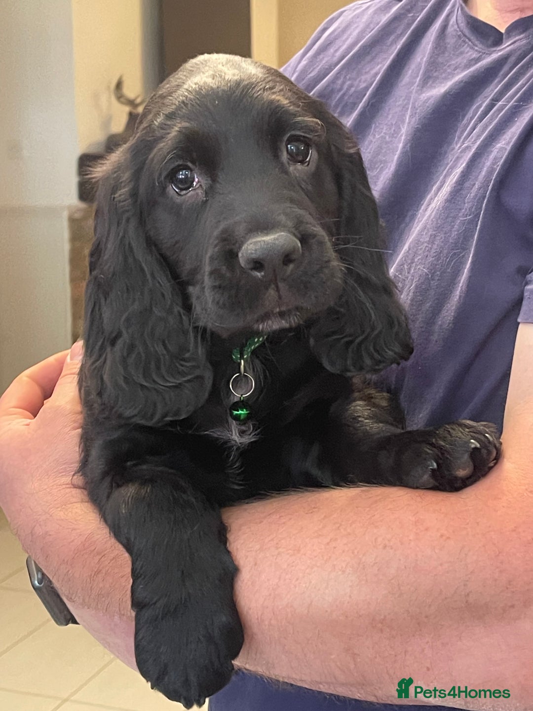 Sprocker dogs for sale: Beautiful Sprocker puppies HEALTH TESTED PARENTS - Image 39