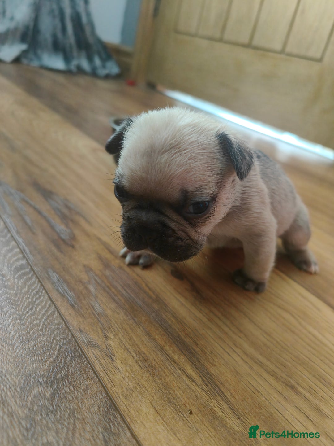 French Bulldog dogs for sale: KC reg French bulldog puppies female & male big➰  - Image 6
