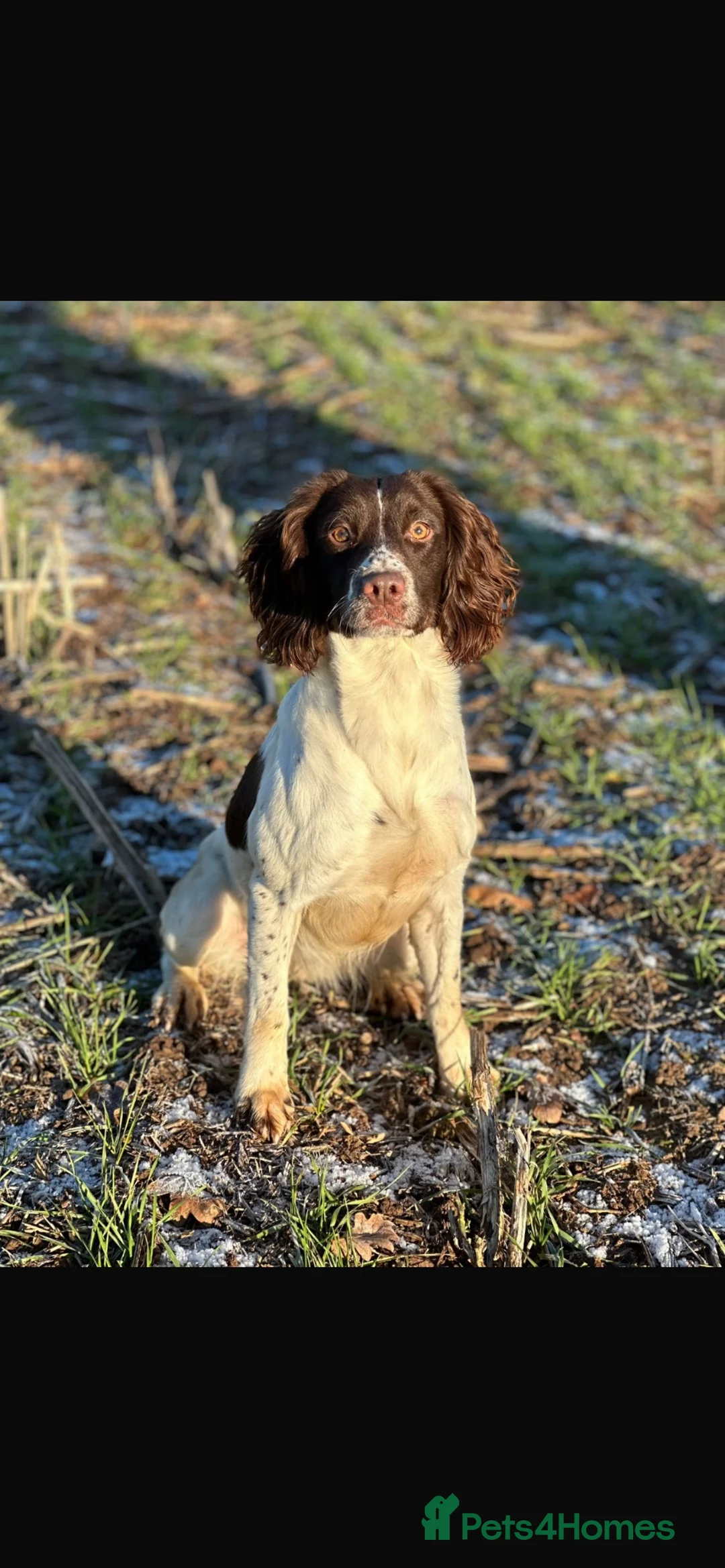 Mixed Breed dogs for sale: ESS x Bavarian puppies from working parents  - Advert 1