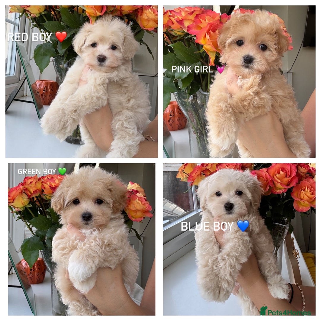 Maltipoo dogs for sale: F1 maltipoo puppy’s ready now KC reg parents - Image 5