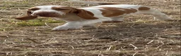 Bracco Italiano dogs for sale: Bracco Italiano puppy girl  - Advert 6