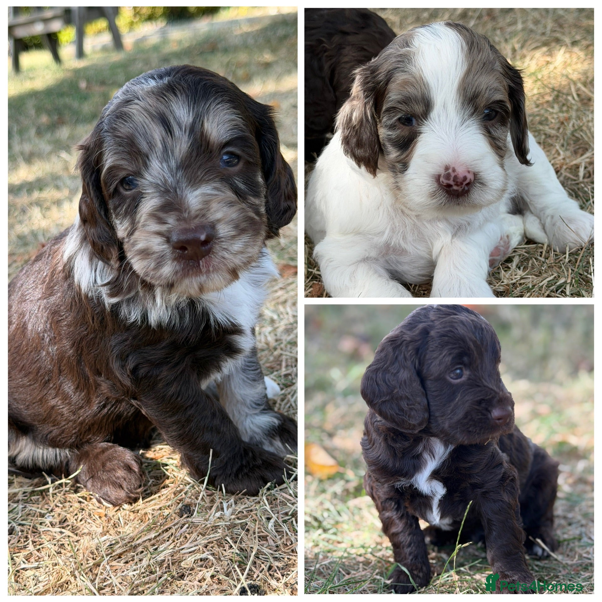 Sproodle dogs F1 Sproodles FULL DNA 5⭐️ Licensed Breeder - Advert 1