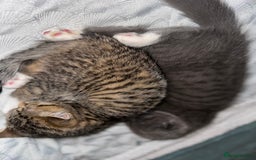 Mixed Breed cats for sale: Sweet Crossbreed Kitten Looking for a Loving Home - Image 7