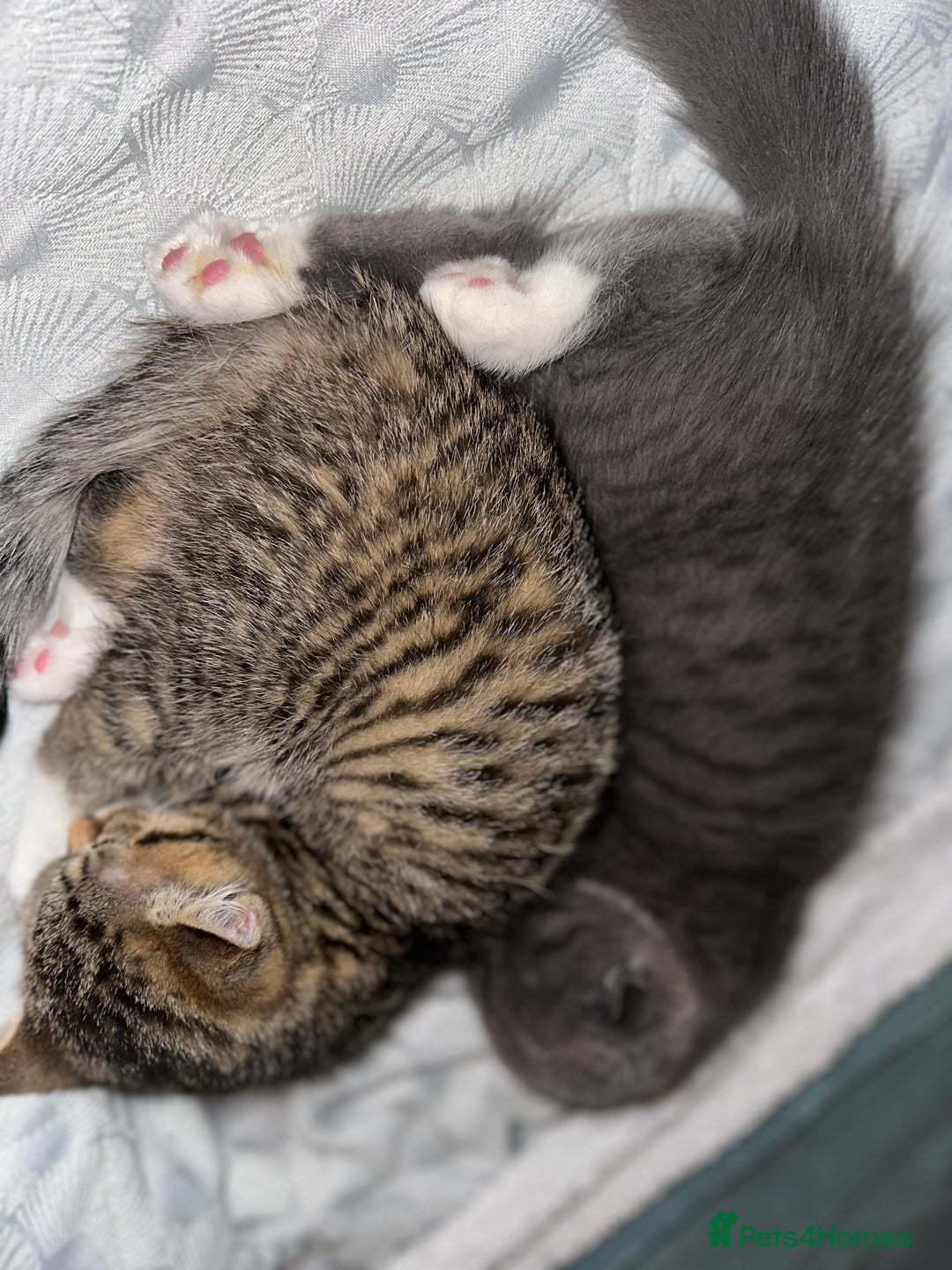 Mixed Breed cats for sale: Sweet Crossbreed Kitten Looking for a Loving Home - Image 7