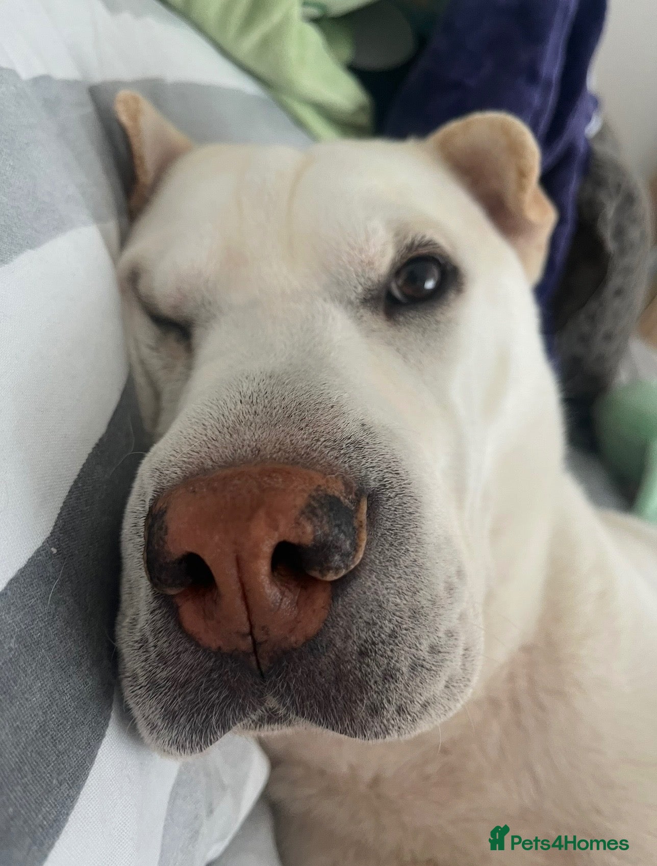 Mixed Breed dogs BRUNO - Advert 1