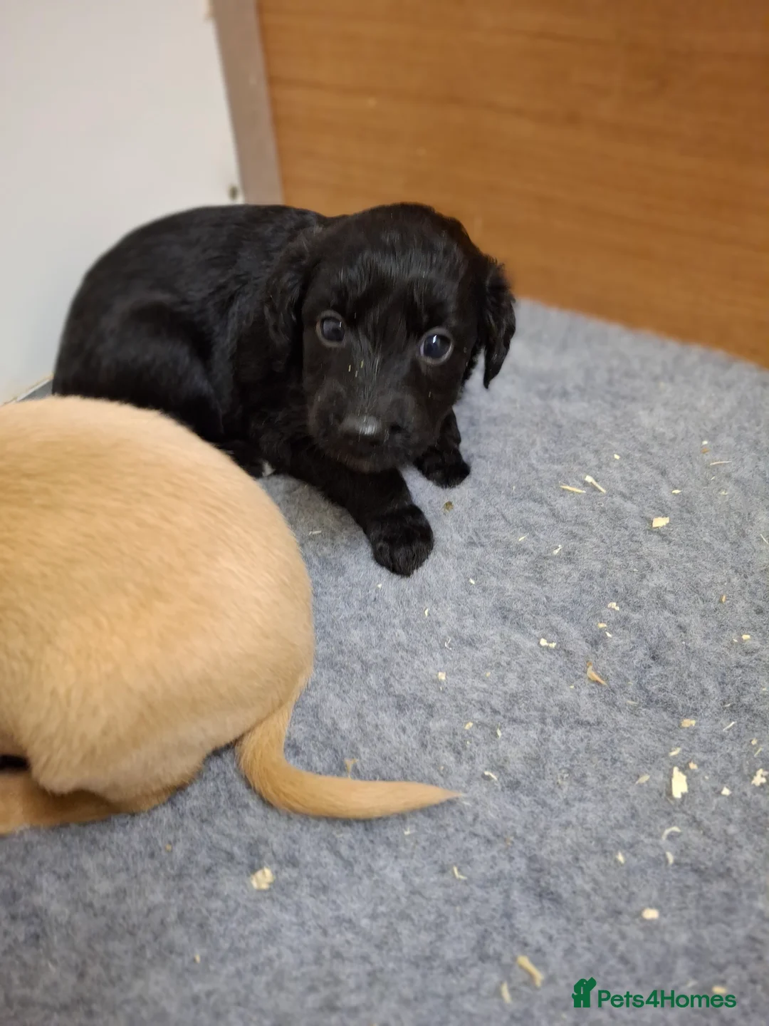 Mixed Breed dogs for sale: Miniature labradoodle X Whippet Puppies - Advert 5