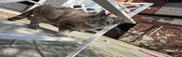 Mixed Breed cats for sale: Neutered male cat  - Advert 10