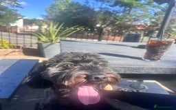 Cockapoo dogs for sale: Cockapoo for sale - Advert 4