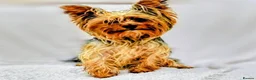Yorkshire Terrier dogs for stud: TRADITIONAL SMALL TYPE YORKSHIRE TERRIER FOR STUD  - Advert 1