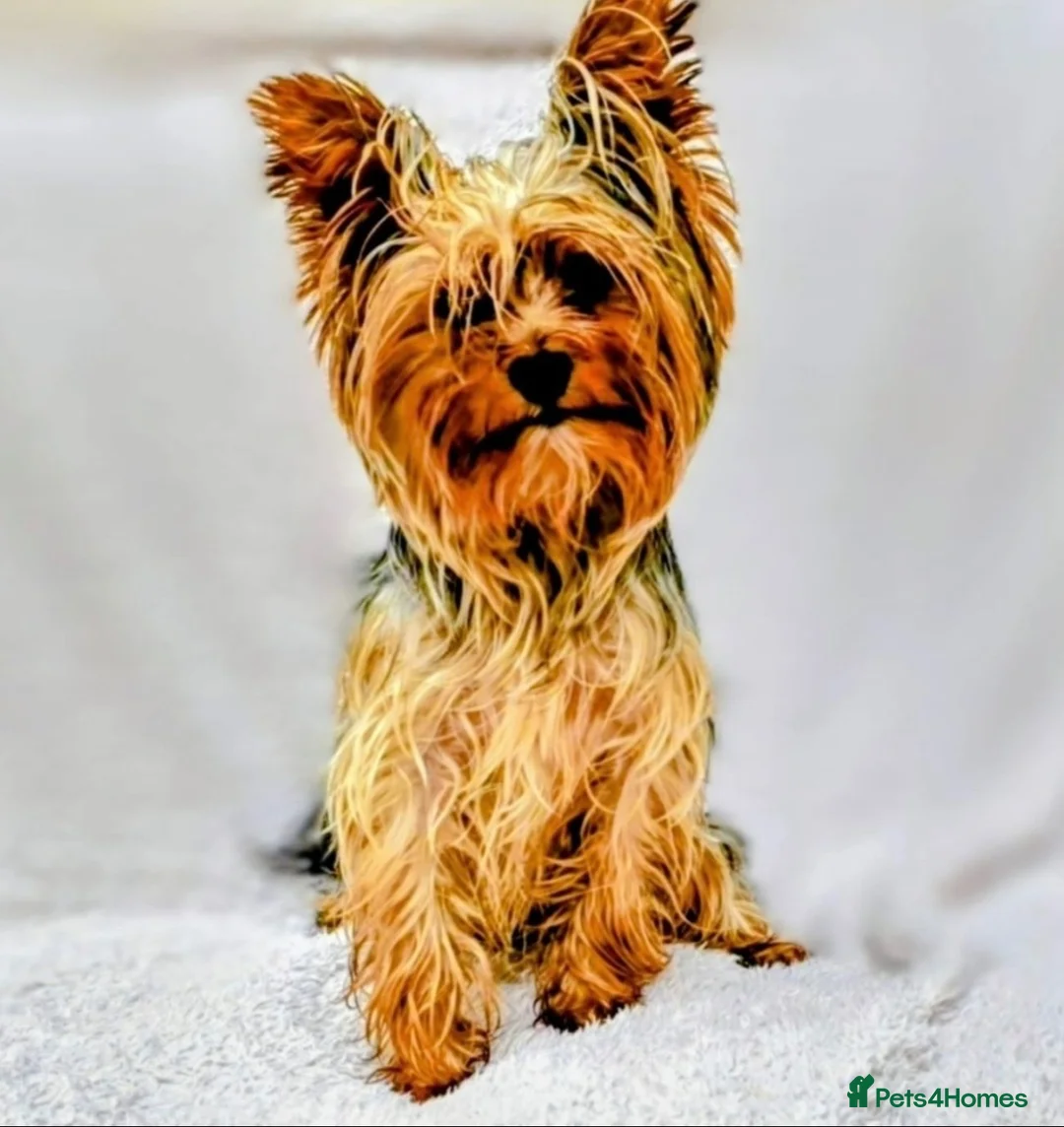Yorkshire Terrier dogs for stud: TRADITIONAL SMALL TYPE YORKSHIRE TERRIER FOR STUD  - Advert 1