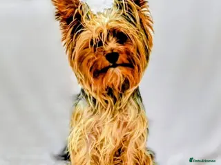 Yorkshire Terrier dogs TRADITIONAL SMALL TYPE YORKSHIRE TERRIER FOR STUD - Advert 1