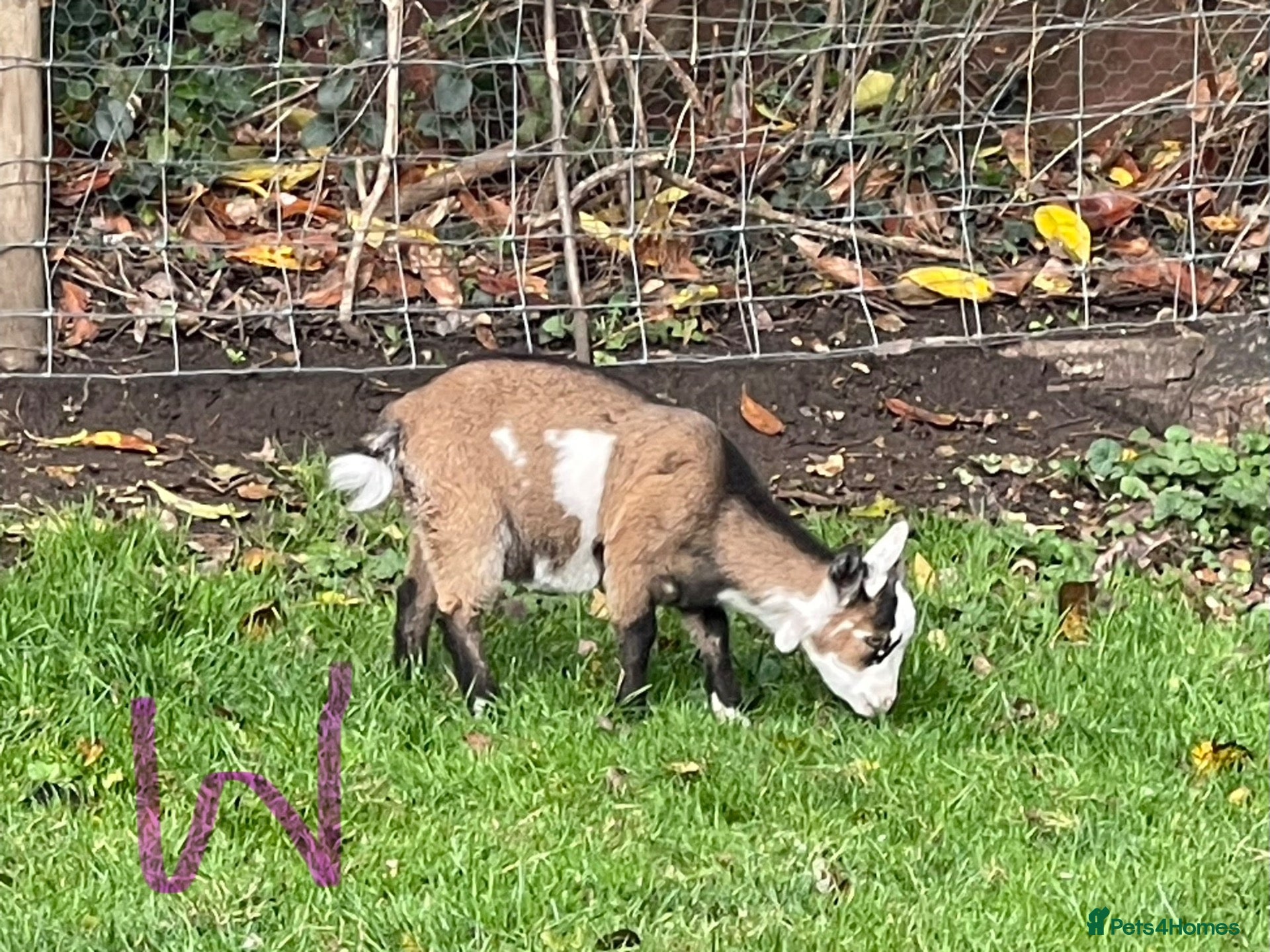 Goats livestock for sale: Pygmy goats - Advert 4