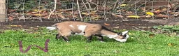 Goats livestock for sale: Pygmy goats - Advert 1