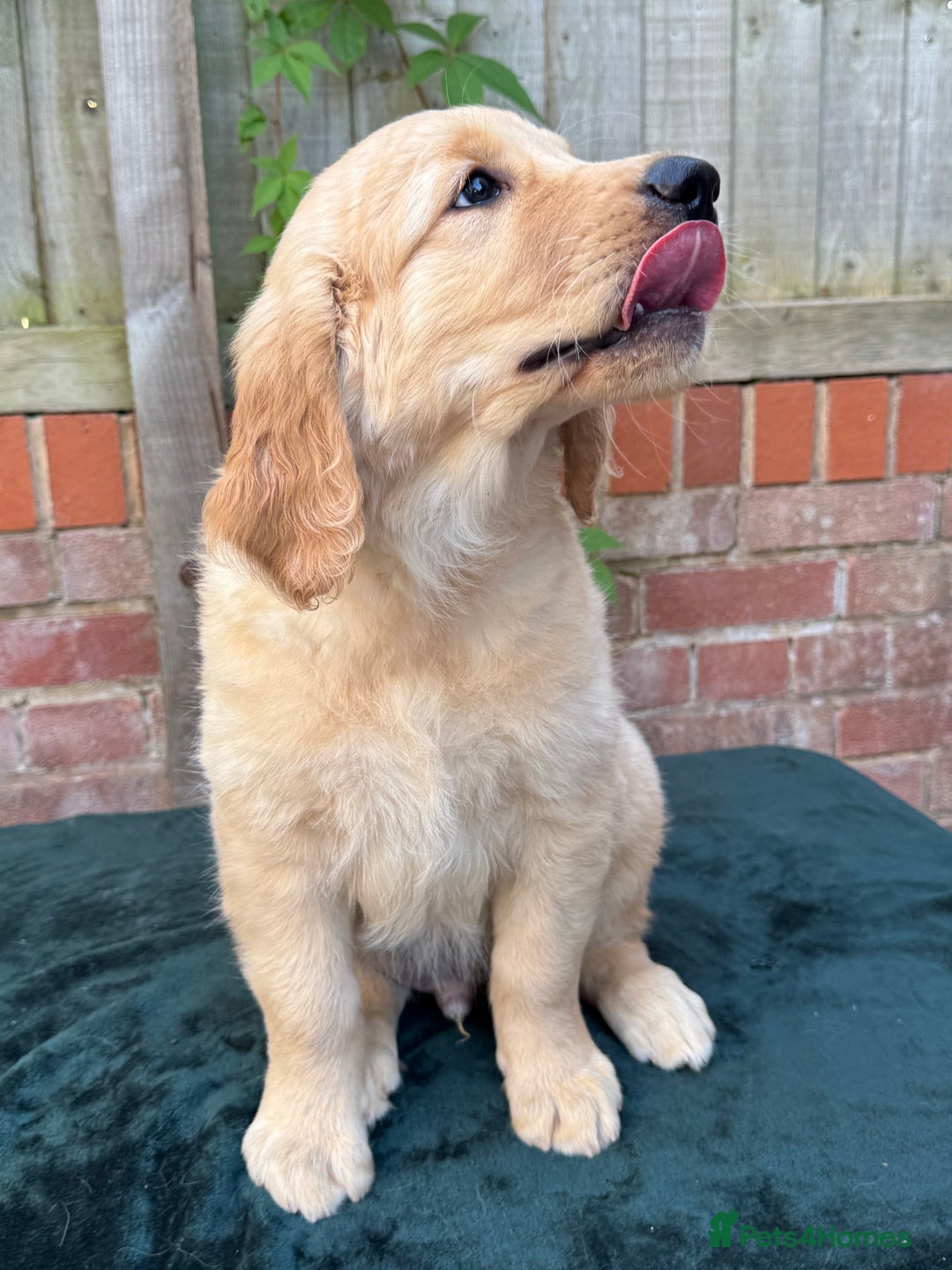 Golden Retriever dogs for sale: Show x Working. Naturally raised. Crate training  in Warminster - Image 2