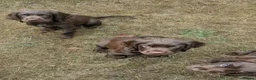 Sprocker dogs for sale: Beautiful F1B Sprocker Puppies  in Welshpool - Advert 14