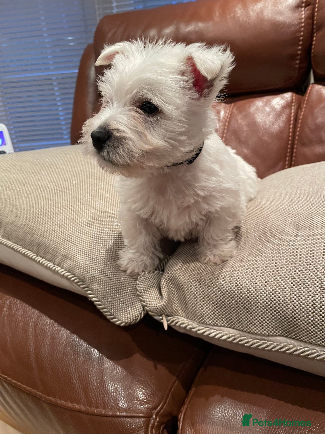 West Highland Terrier dogs for sale: West highland terrier  - Image 14