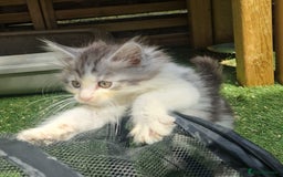 Mixed Breed cats for sale: Sweet Maine Coon mix for sale - Image 12