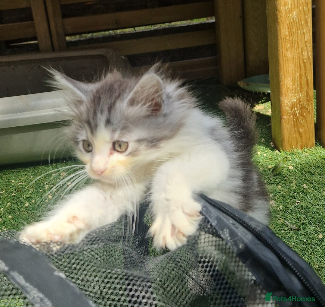 Mixed Breed cats for sale: Sweet Maine Coon mix for sale - Image 12