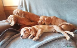 Cocker Spaniel dogs for sale: Beautiful health checked cocker spaniel puppies - Image 10