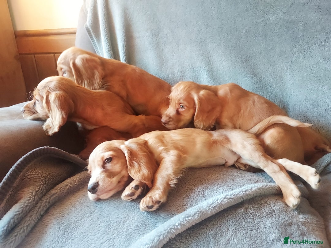 Cocker Spaniel dogs for sale: Beautiful health checked cocker spaniel puppies - Image 10