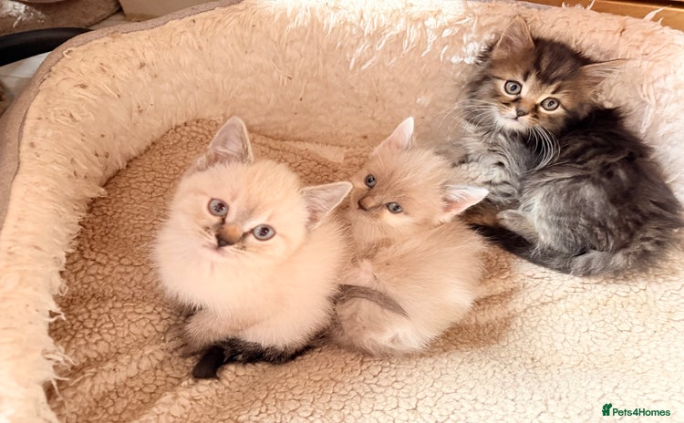 Ragdoll cats - Advert 4