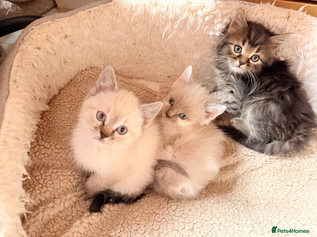 Ragdoll cats for sale: Ragdoll kittens **3** left - Image 1