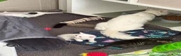 Turkish Angora cats for sale: Cute Turkish Angora x British Shorthair Kitten - Advert 3