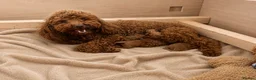 Toy Poodle dogs for sale: 🐩🤎Exceptional Deep Red Toy Poodle Puppies 🤎🐩  - Advert 3